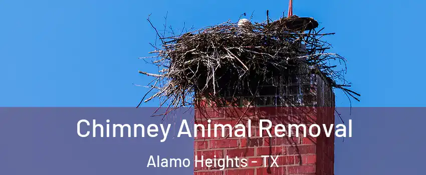 Chimney Animal Removal Alamo Heights - TX