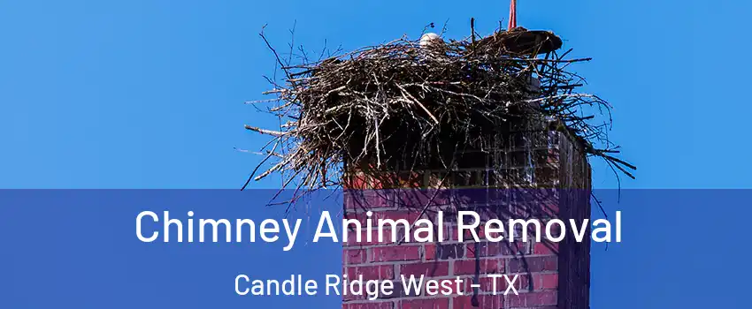 Chimney Animal Removal Candle Ridge West - TX