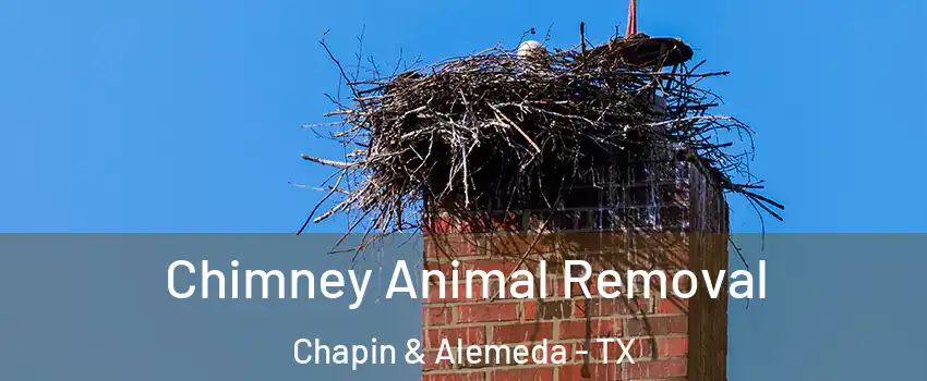 Chimney Animal Removal Chapin & Alemeda - TX