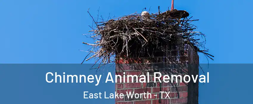 Chimney Animal Removal East Lake Worth - TX