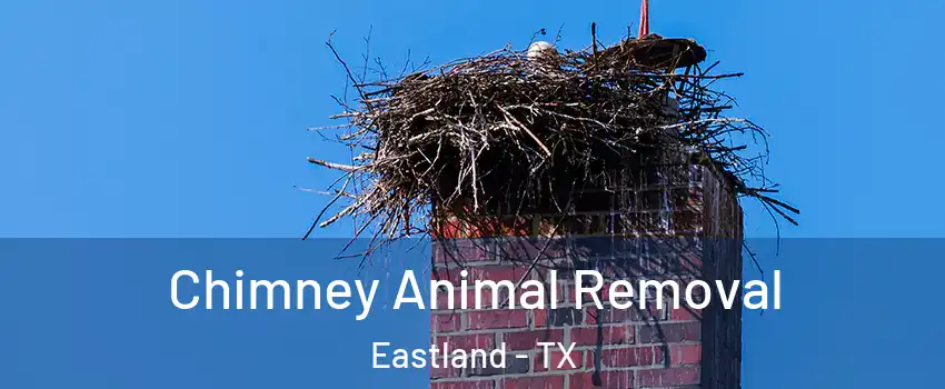 Chimney Animal Removal Eastland - TX