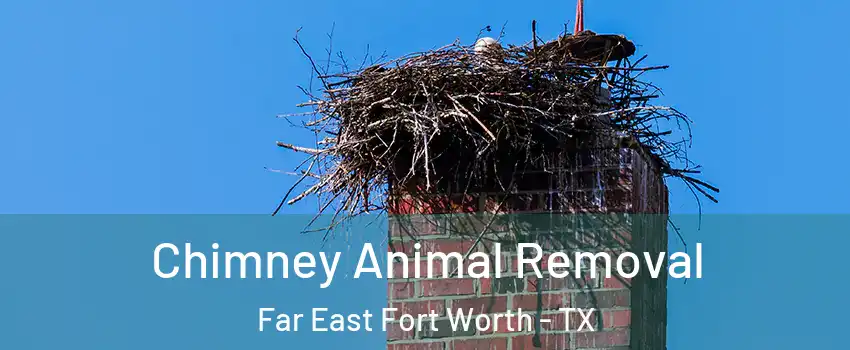 Chimney Animal Removal Far East Fort Worth - TX