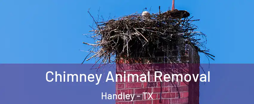 Chimney Animal Removal Handley - TX