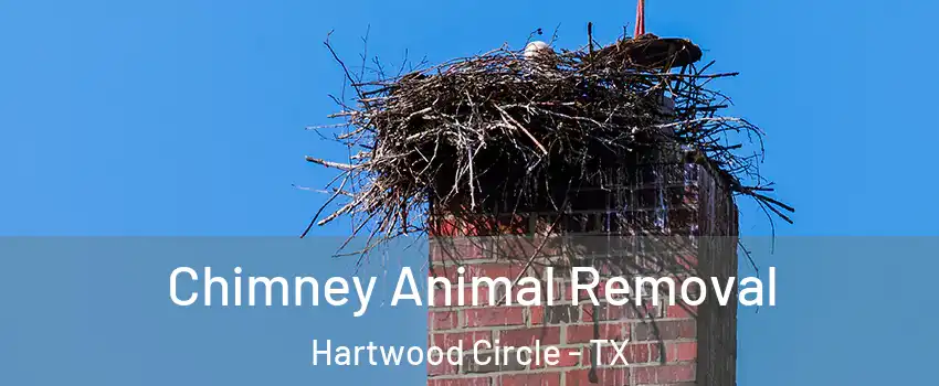 Chimney Animal Removal Hartwood Circle - TX