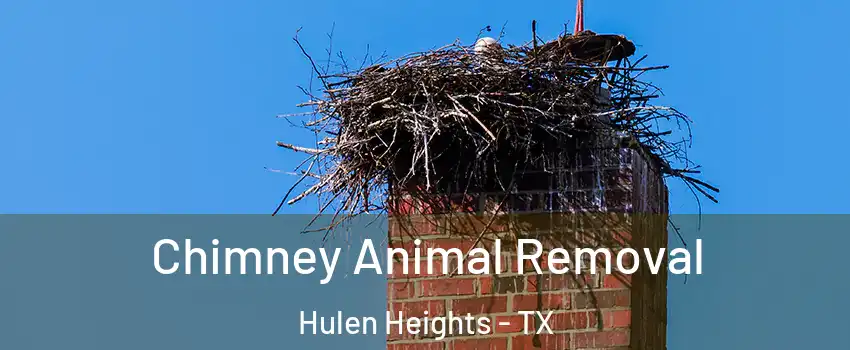 Chimney Animal Removal Hulen Heights - TX