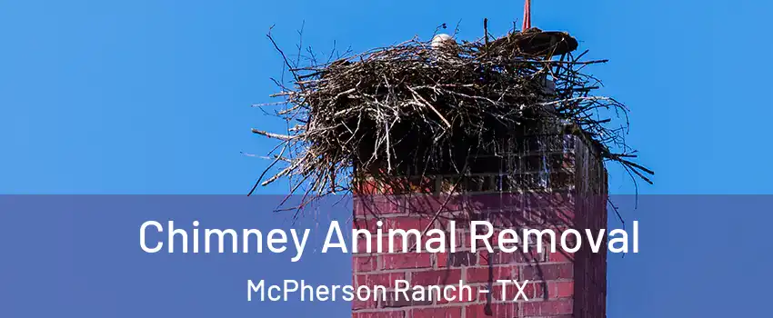 Chimney Animal Removal McPherson Ranch - TX
