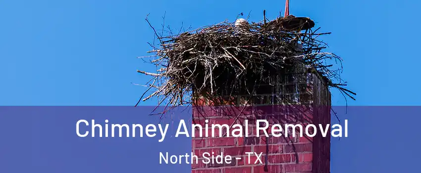 Chimney Animal Removal North Side - TX