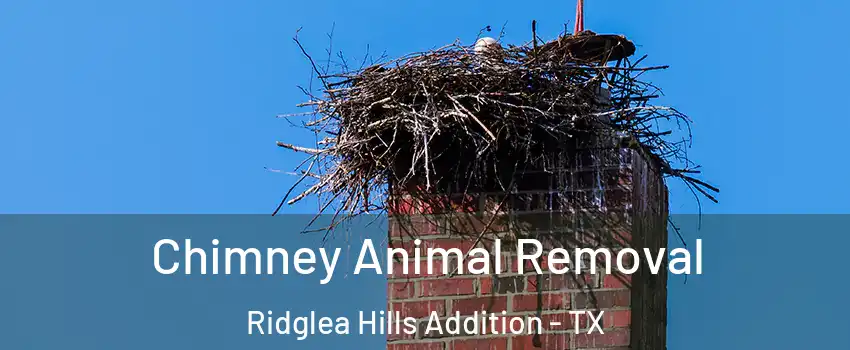Chimney Animal Removal Ridglea Hills Addition - TX