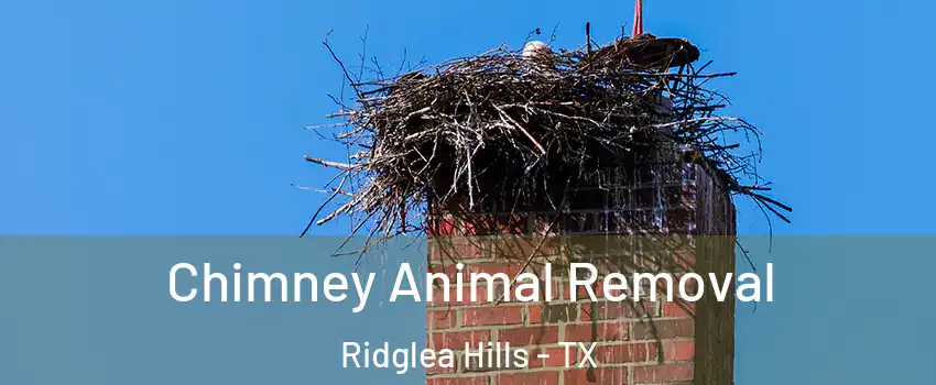 Chimney Animal Removal Ridglea Hills - TX