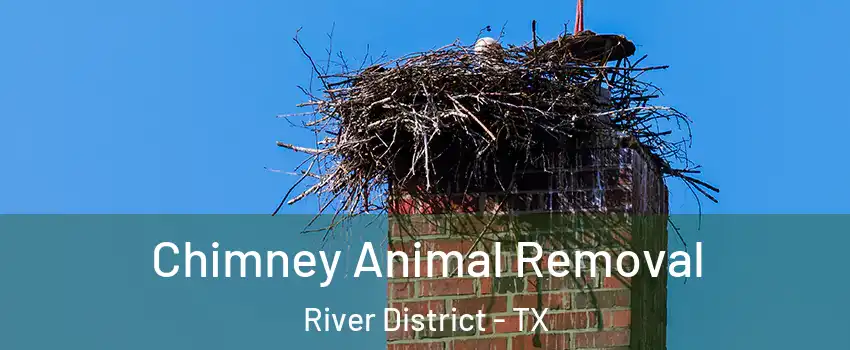 Chimney Animal Removal River District - TX