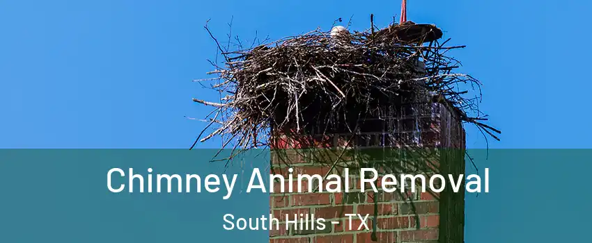 Chimney Animal Removal South Hills - TX