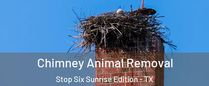 Chimney Animal Removal Stop Six Sunrise Edition - TX