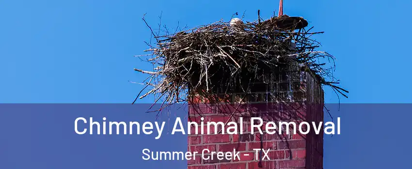 Chimney Animal Removal Summer Creek - TX