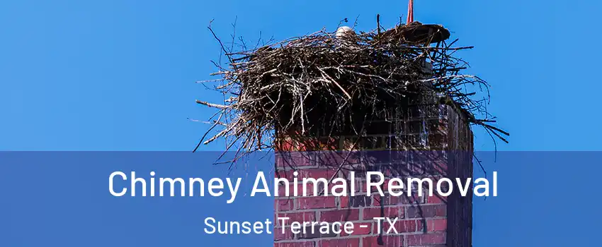 Chimney Animal Removal Sunset Terrace - TX