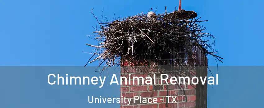Chimney Animal Removal University Place - TX