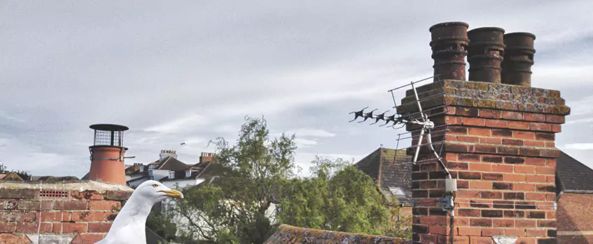 Chimney Cleaning And Restoration in Arlington Heights, Texas